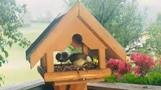 Midday Meal A Feast for the Birds