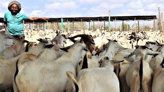 HOW HE KEEPS OVER 3000 GOATS FOR EXPORT IN A DRY & REMOTE PLACE