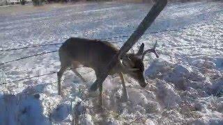 Deer Rescue Stuck In Fence Montana Deer Has Panic Attack