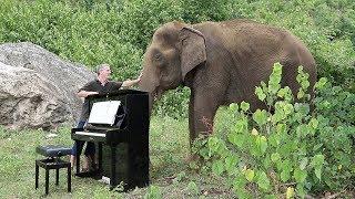 Debussy Clair de Lune on Piano for 80 Year Old Elephant