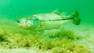 How To Catch Bass With Plastic Worms **INSANE UNDERWATER FOOTAGE**