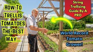 Master Tomato Trellising with a World Record Grower Tips & Advice