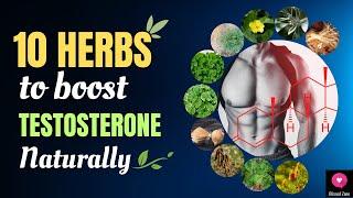 10 Herbs to Boost Testosterone Naturally  Blissed Zone