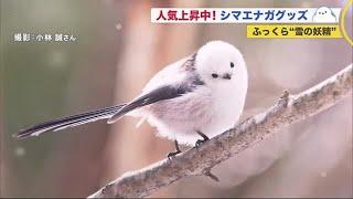 ふわふわ・まんまるに女性ファン急増中…雪の妖精シマエナガ 北海道の新アイドル? 210117 1100