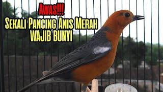 SEKALI PANCING ANIS MERAH YANG DENGAR WAJIB BUNYI 100% PASTI GACOR