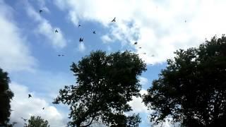 PORTUGUESE TUMBLERS FLYING