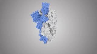 SARS-CoV-2 Spike S protein