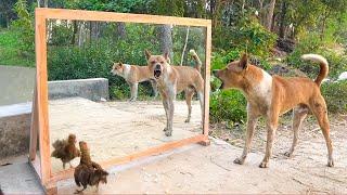 Angry Dogs VS Mirror Reaction  Funny Dogs Fighting Mirror  Amazing Mirror Reactions on Dog