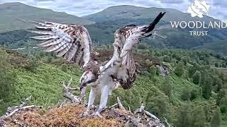 Garry LV0 flies to Pole Tree then pays a visit to Loch Arkaig Osprey Nest One 19 Jun 2024 zoom