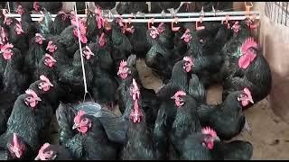 Black Australorp chickens