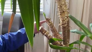 Very quick and easy tutorial on how to prune a leggy old Yucca houseplant to encourage new growth