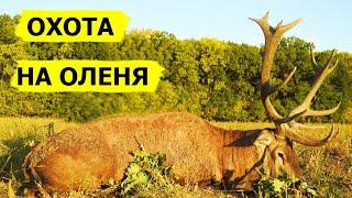 Охота на оленя. В поисках охотничьих трофеев. Охотник и рыболов