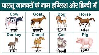 Learn Domestic Animals name Hindi and English  पालतू जानवरों के नाम  Pet Animals name