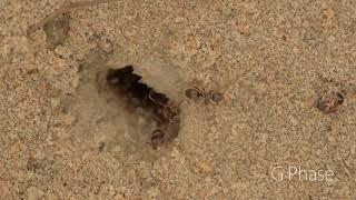 Tiny ants working - Relaxing music