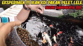 EKSPERIMEN  Ikan Koi Pakan Pelet Lele Ternyata ini dampaknya 