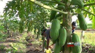 NET. JATIM - BUDIDAYA PEPAYA CALINA