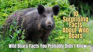  10 Surprising Facts About Wild Boars You Didnt Know  Wild Hog Invasive Species 