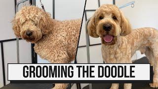 How I Groom The Goldendoodle