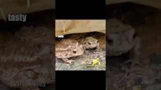 toad off   unknown #voiceover #toads #funny #shorts