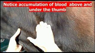 Traumatic pericarditis in cow Traumatische Perikarditis bei einer Kuh Pericarditis traumática vaca