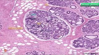 Histology of Breast active  Lactating   Shotgun Histology