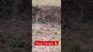 Naag Nagin Dance In Khet. #naagin #naag #shorts