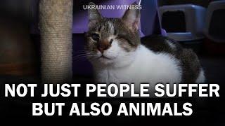  Покинуті у квартирах як волонтери на Сумщині рятують тварин від загибелі  Український свідок
