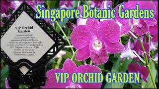 VIP ORCHID GARDEN  NATIONAL ORCHID GARDEN SINGAPORE