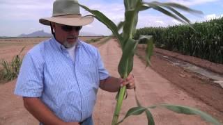 Red Rock Energy Farm