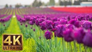 4K - Tulip Flowers - 2 Hours Relaxation Video  Skagit Valley Tulip Festival in WA State - Episode 1