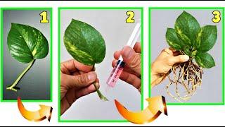 DO THIS AND YOU WILL GET INCREDIBLE ROOTS TO YOUR PLANTS SUCH AND PERFECT REPRODUCTION PLANTS FOR