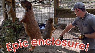 Rescued prairie dog gets an EPIC enclosure and a family