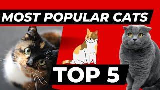 Discover the Top 5 Most Popular Cat Breeds in the World  A Guide for Cat Lovers