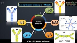 5 classes of Immunoglobulins Structure and their functions