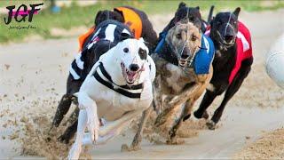 Irish Greyhound Sport Dog Racing