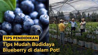 Tips Mudah Budidaya Blueberry di dalam Pot - Tips Pendidikan