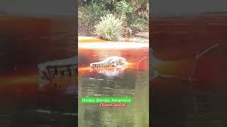 Buaya Air Merah Kalimantan sedang berjemur ‼️ #crocodile #buayaliar #buayabesar