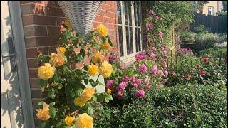 Rose Garden Tour  First Flush  David Austin Roses  Kordes Roses  English Rose Garden