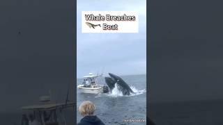 Whale Breaches Boat