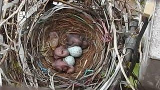 first Day of egg hatching Crow Nest