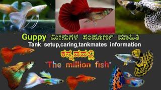 Guppy ಮೀನುಗಳ ಸಂಪೂರ್ಣ ಮಾಹಿತಿ ಕನ್ನಡದಲ್ಲಿGuppy fish full informationTank setupcaringbreeding