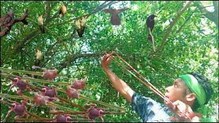 Hunting slingshot #82 - Shoot pigeons and swallows cook for food  Thai S