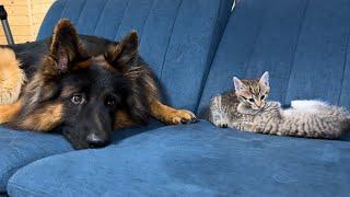 German Shepherd Wants To Play With Kittens But Gets Ignored