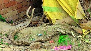 Omg 2 Angry Cobra Snake  Real Nag Nagin Snakes Love Caught in Camera  Funny Animals Status