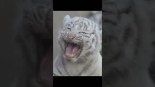 Beautiful Rare White Tiger Cub  Nouman Hassan 