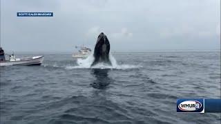 New video shows whale after hit hit boat off Portsmouth New Hampshire