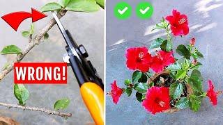 SEE How To Prune Hibiscus PERFECTLY - DOS & DONTS