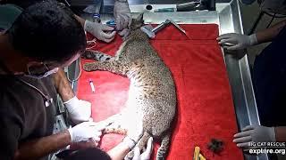 A check up for Winter bobcat at Big Cat Rescue. httpsbigcatrescue.orgFLM