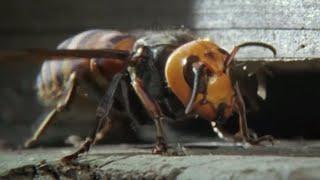 Ferocious Hornet Moments  Top 5  BBC Earth