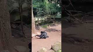 SIAMANG JAHIL  #shorts #funny